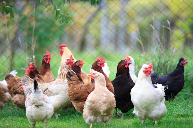 Pollo all’arsenico, negli Usa oltre il 70% è contaminato