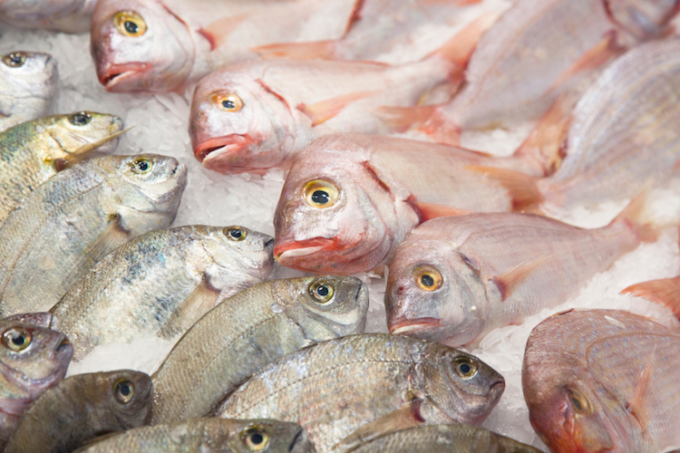 Pesce fresco, dal mare alle corsie d’ospedale