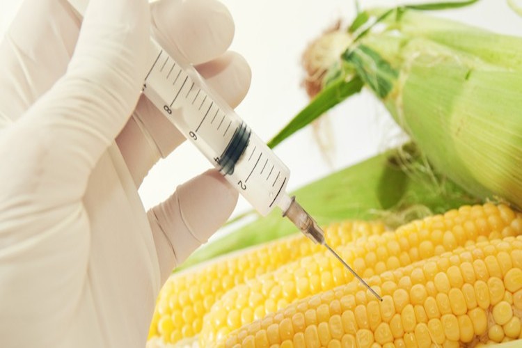 Parlamento europeo: No a nuova autorizzazione di mais Ogm