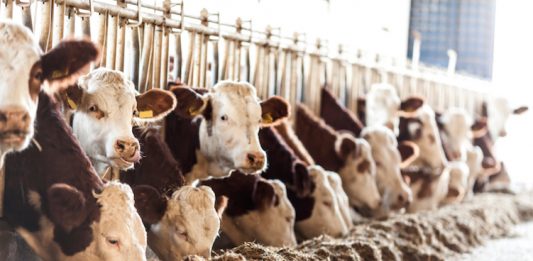 Hamburger e antibiotico-resistenza: negli allevamenti troppi trattamenti preventivi PFAS ANTIBIOTICI CARGILL