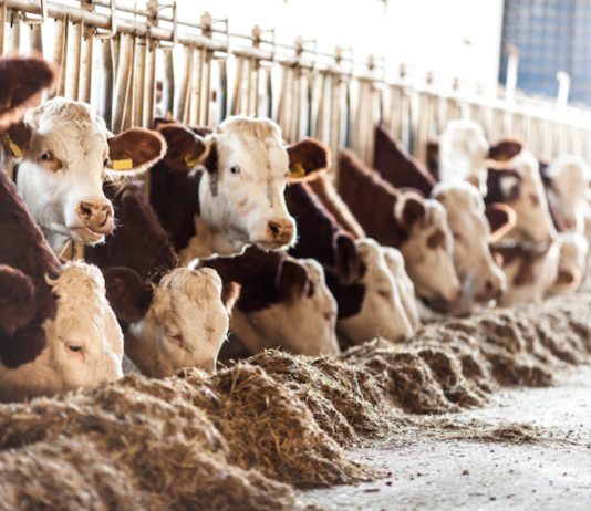 Hamburger e antibiotico-resistenza: negli allevamenti troppi trattamenti preventivi PFAS ANTIBIOTICI CARGILL