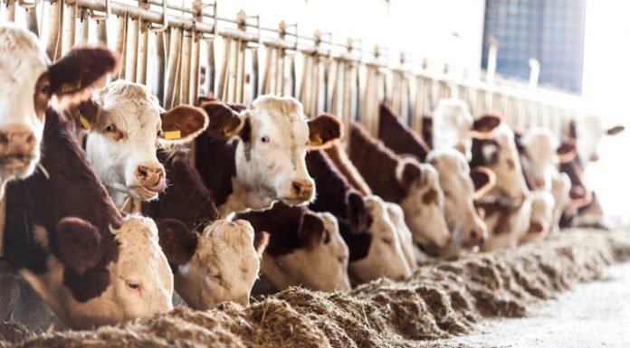 PFAS ANTIBIOTICI CARGILL