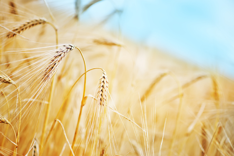 Guerra del grano, i produttori: “A rischio la pasta italiana”