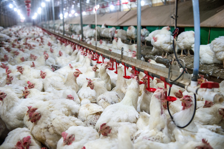 Ciwf scrive alla Lorenzin: stop antibiotici agli animali