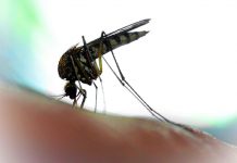 zanzare covid-19