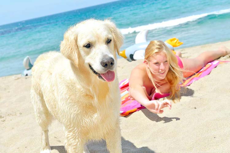Cani in spiaggia, il decalogo della Lav