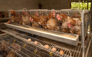 GALLINE OVAIOLE ALLEVAMENTI IN GABBIA