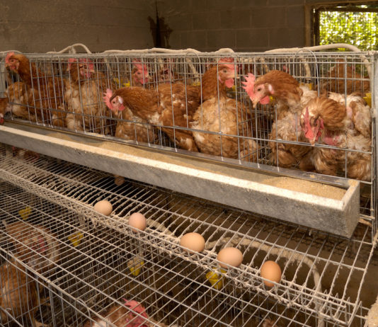 GALLINE OVAIOLE ALLEVAMENTI IN GABBIA