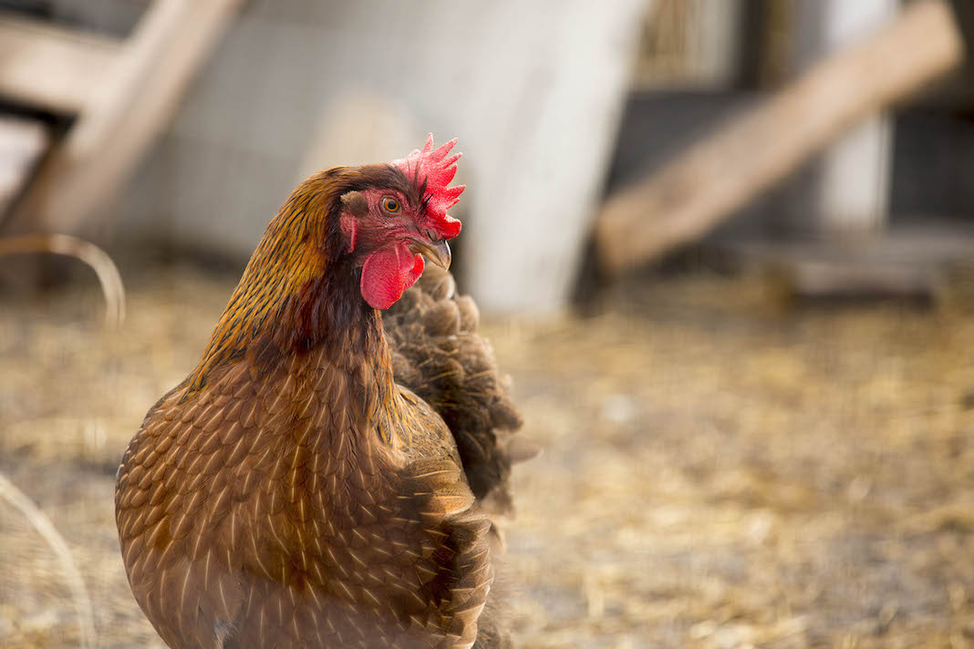 Aviaria, la Francia rinchiude i polli, ma le etichette delle uova  continuano a indicare da galline allevate all'aperto