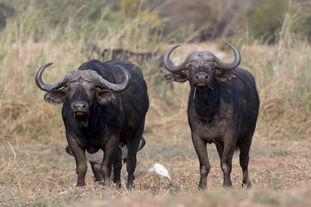 Bufale, nuovo allarme brucellosi in Campania | il Salvagente