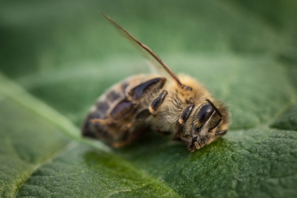 5 anni di moratoria non bastano: i pesticidi killer delle api sono ancora nel nettare europeo