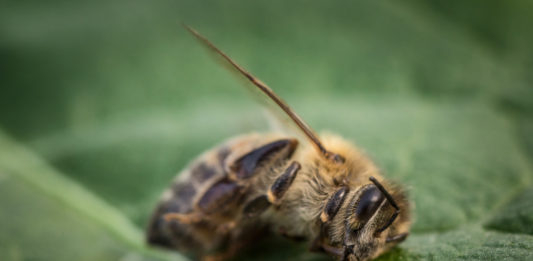 pesticidi