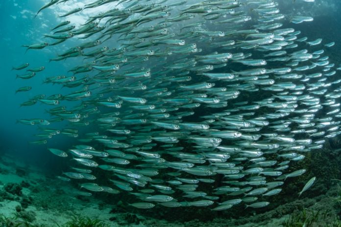 sardine microplastiche