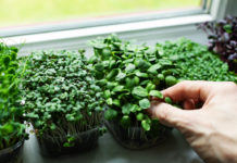 MICROGREENS