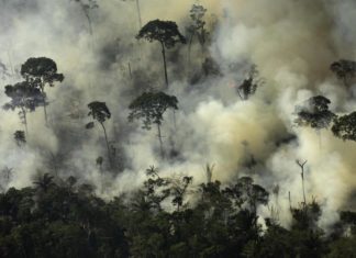 DEFORESTAZIONE AMAZZONIA