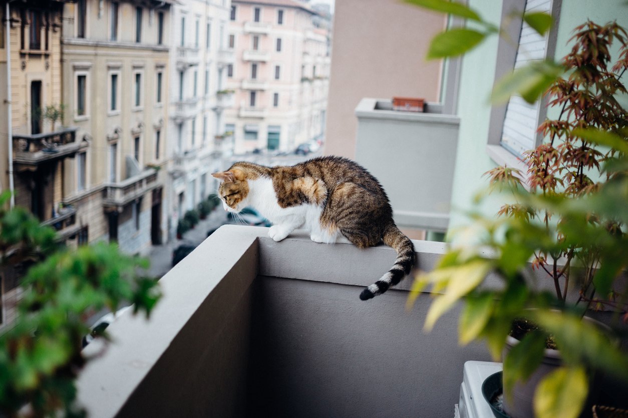 La recinzione per proteggere i gatti in balcone senza permesso del  condominio