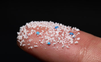 MICROPLASTICHE SANGUE CERVELLO E.COLI