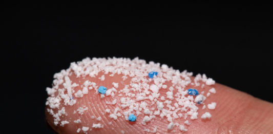 Lo studio italiano: le nanoplastiche entrano nei neuroni e agiscono sull’infertilità MICROPLASTICHE SANGUE CERVELLO E.COLI