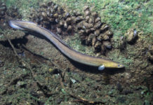 anguilla anguille