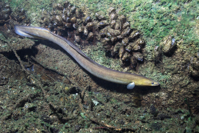 anguilla anguille