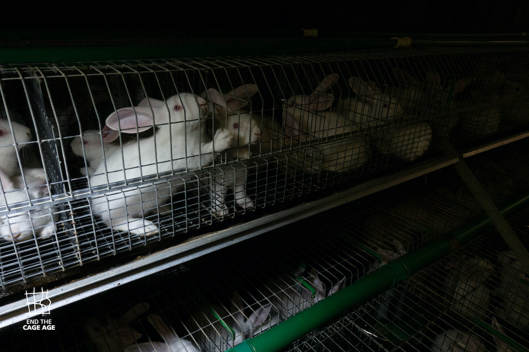 Allevamenti in gabbia conigli: Realacci deposita interrogazione