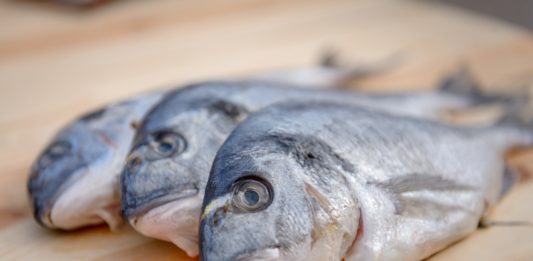 Fao: in aumento le frodi nel settore ittico. In Italia spigole e cozze le più colpite PESCE FRODI