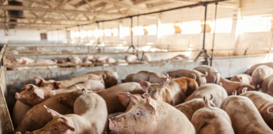 In Svizzera Aldi scarica il benessere animale: scontro sui maiali con la “coccinella rossa” PESTE SUINA BENESSERE ANIMALE