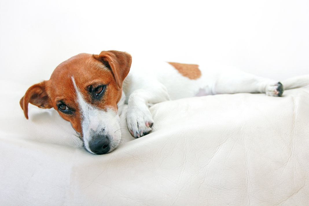 Avvelenamento del cane: sintomi, cure e cosa fare subito