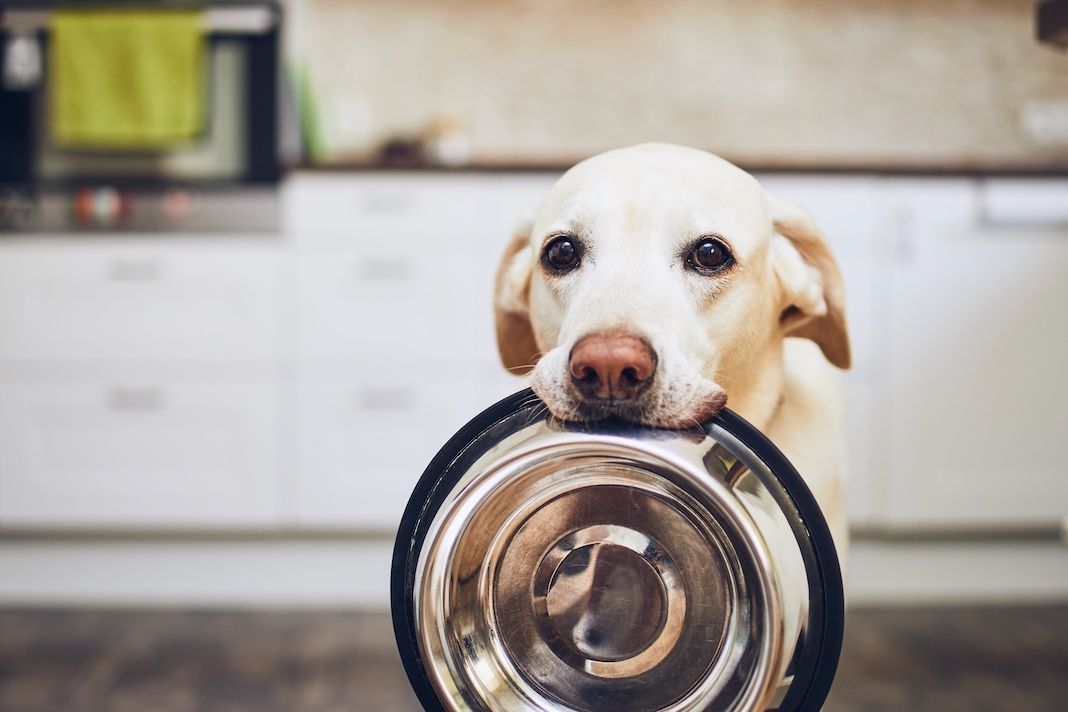 Come testiamo il cibo per cani