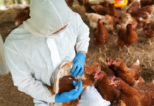 influenza aviaria