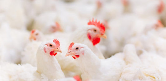 polli galline fileni