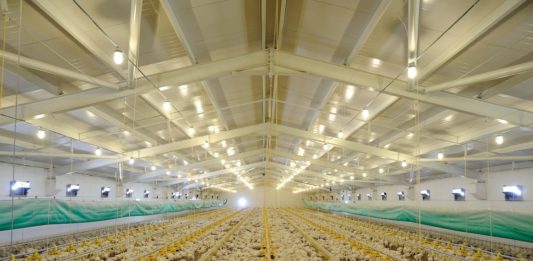 Impianto polli di Fileni, il Comitato Valmarecchia: “Monitoraggi Arpae non attendibili” polli