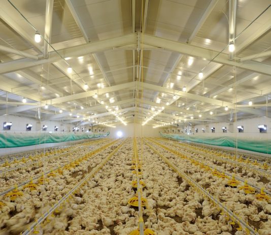 Impianto polli di Fileni, il Comitato Valmarecchia: “Monitoraggi Arpae non attendibili” polli