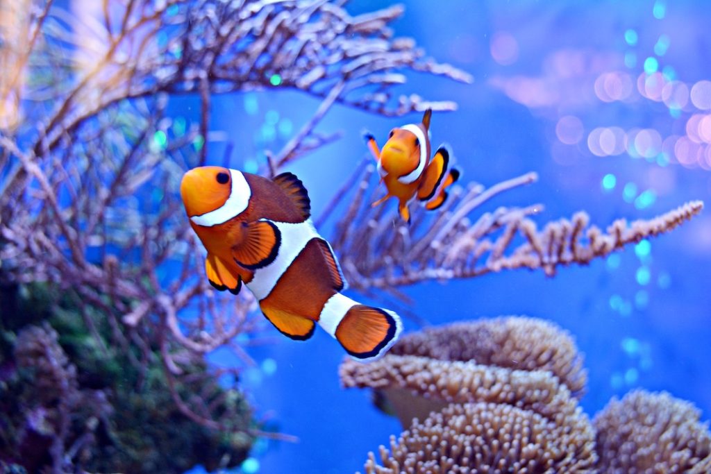 Tropicalizzazione del Mediterraneo: specie aliene e riscaldamento minacciano il mare Nostrum