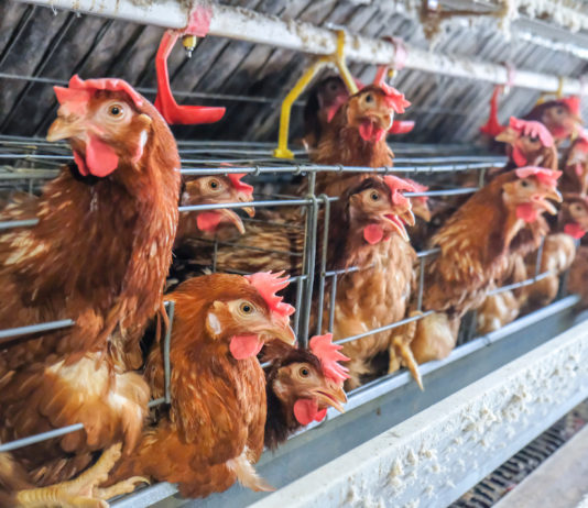 Cage-free, istituito un fondo per allevamenti senza gabbie gabbie galline