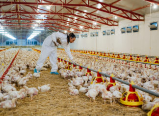 Nuovi capannoni Fileni nel riminese, nasce un comitato: “Basta allevamenti, bonificare l’area” fileni