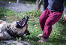 RISARCIMENTO MORSO CANE RANDAGIO