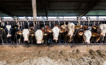 La carne bovina riceve sussidi Ue 580 volte più alti rispetto ai legumi allevamenti