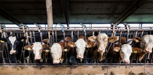 La carne bovina riceve sussidi Ue 580 volte più alti rispetto ai legumi allevamenti