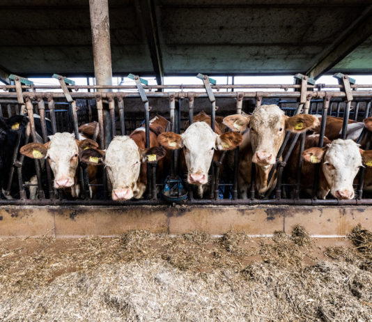 La carne bovina riceve sussidi Ue 580 volte più alti rispetto ai legumi allevamenti