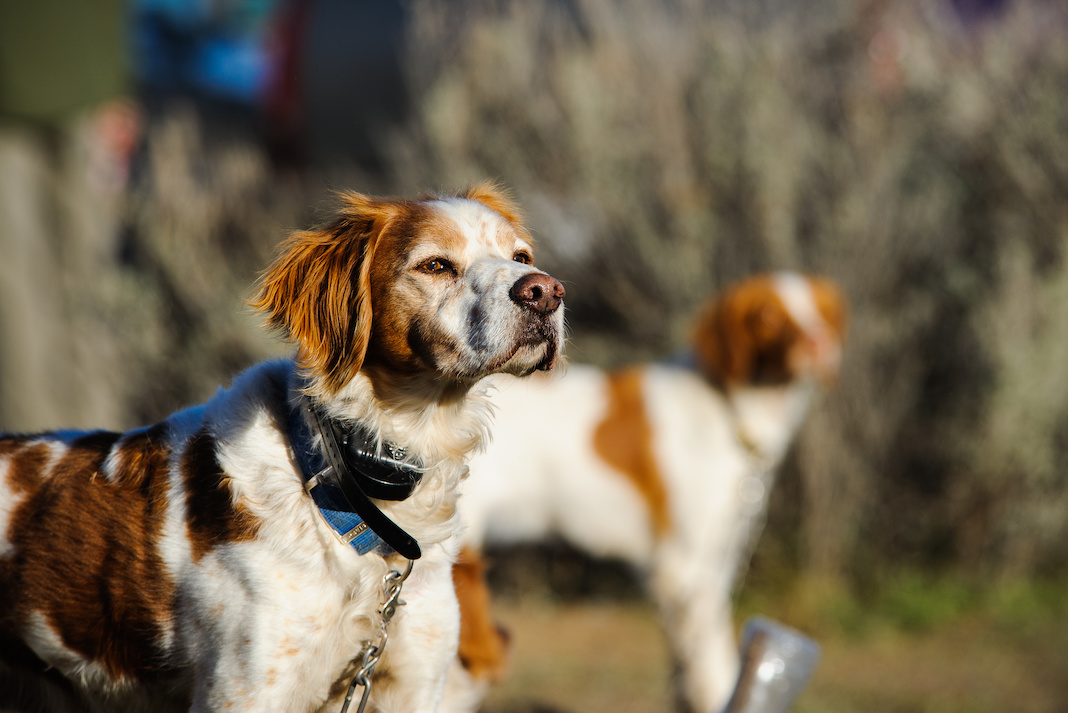 Collare elettrico per cani: cosa dice la legge
