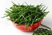 salicornia