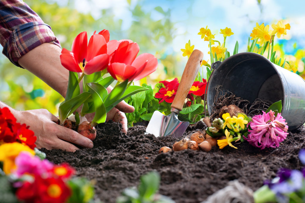 Test sui compost senza torba: tanti i terricci da evitare