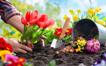 Test sui compost senza torba: tanti i terricci da evitare giardino sostenibile compost terriccio