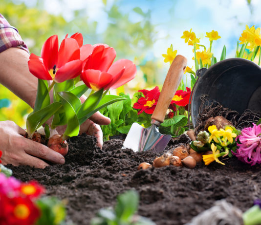 Test sui compost senza torba: tanti i terricci da evitare giardino sostenibile compost terriccio
