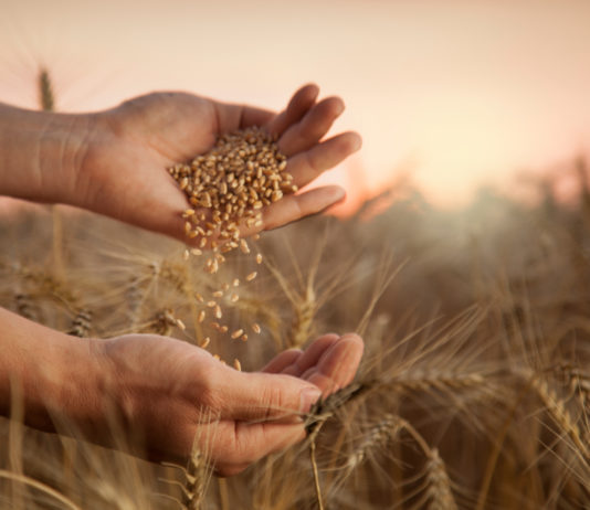 Grani antichi e leggende moderne GRANI ANTICHI