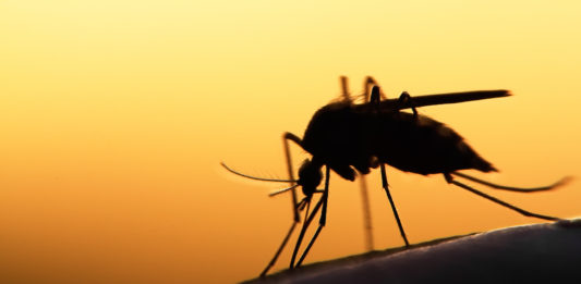 Cambiamenti climatici: ecco come il virus chikungunya si diffonde in Europa chikungunya