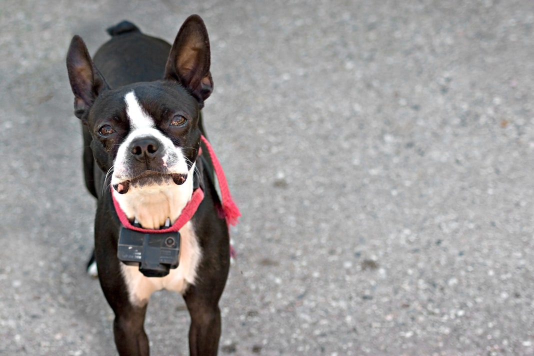 Sentenza della Cassazione: vietato il collare antiabbaio per i cani