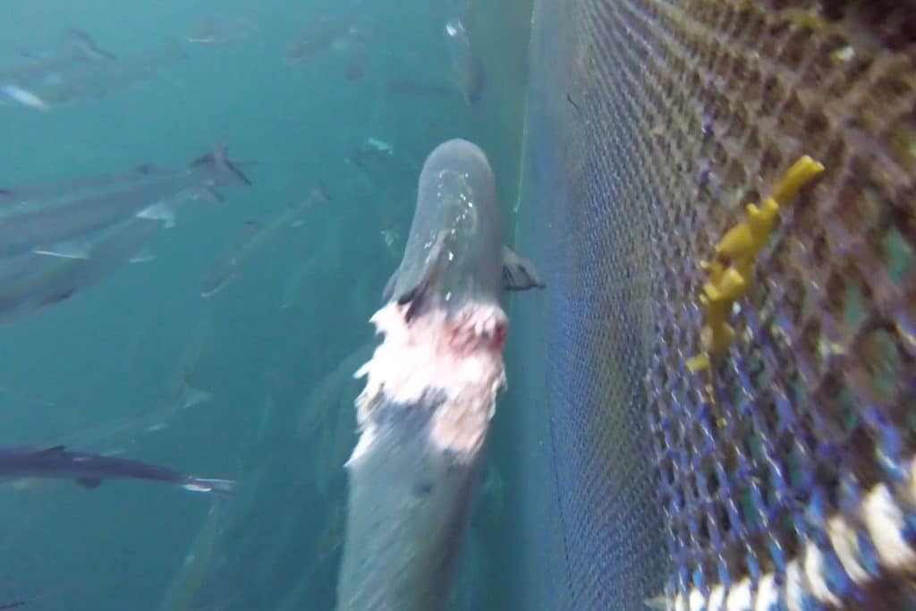 Il salmone zombie degli allevamenti scozzesi: la videoinchiesta
