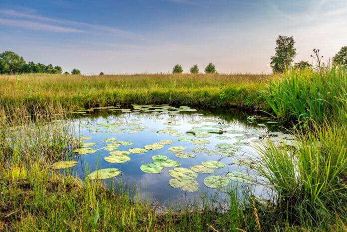 natura ambiente